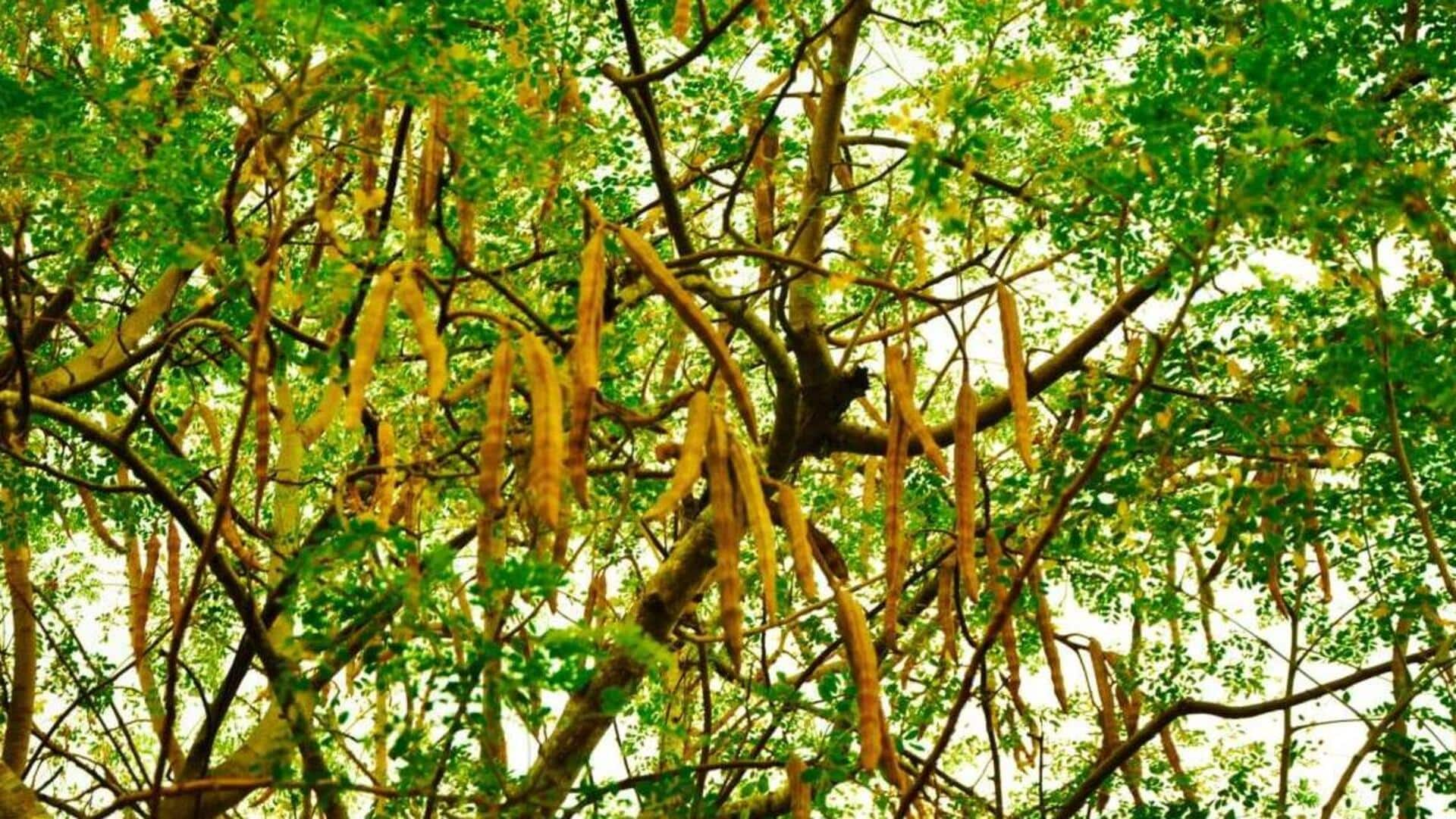 How to grow Moringa trees at home