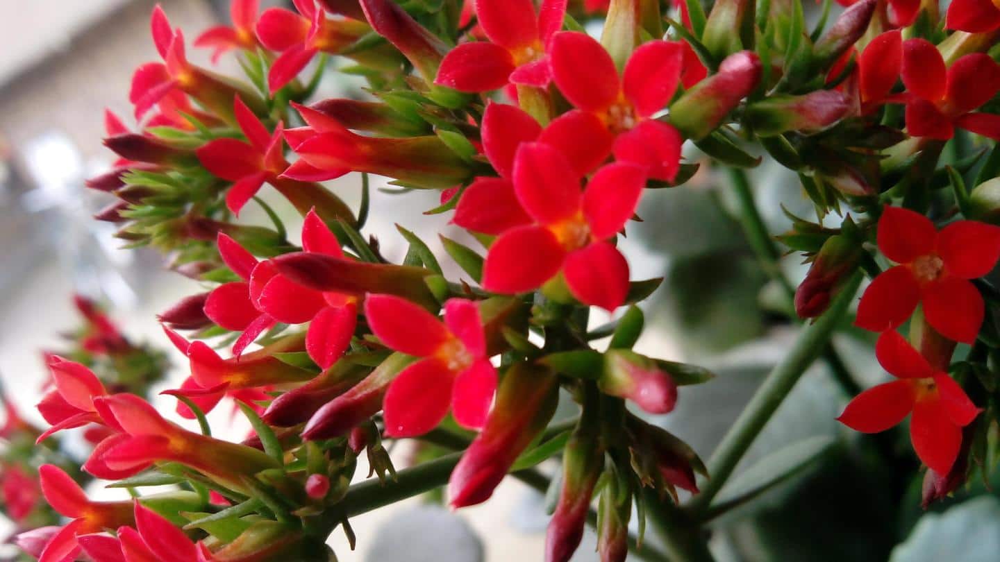 5 indoor flowering plants for beginners