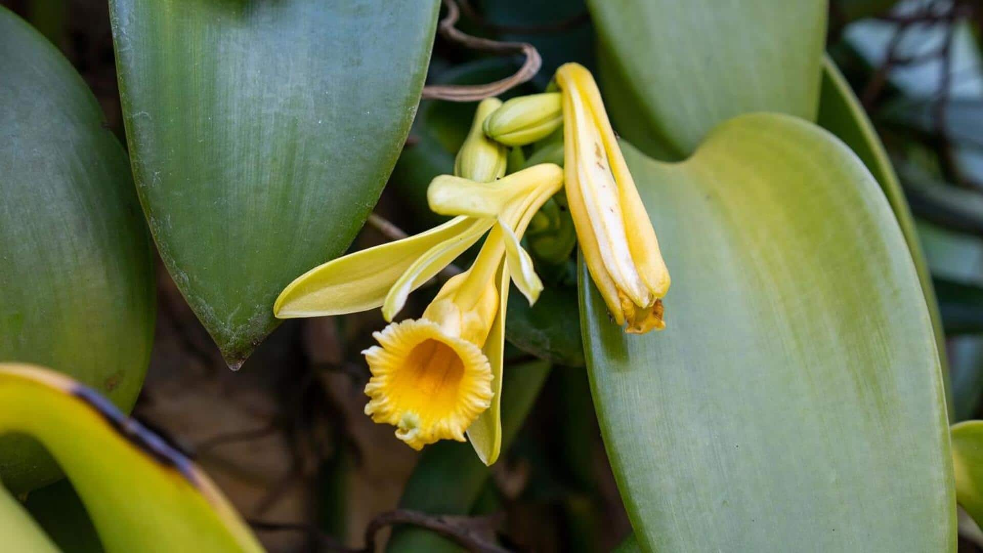 Growing vanilla orchid vines indoors