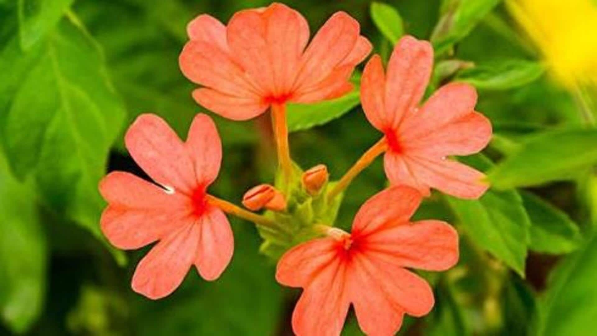 Growing sparkling firecracker flowers in indoor vases