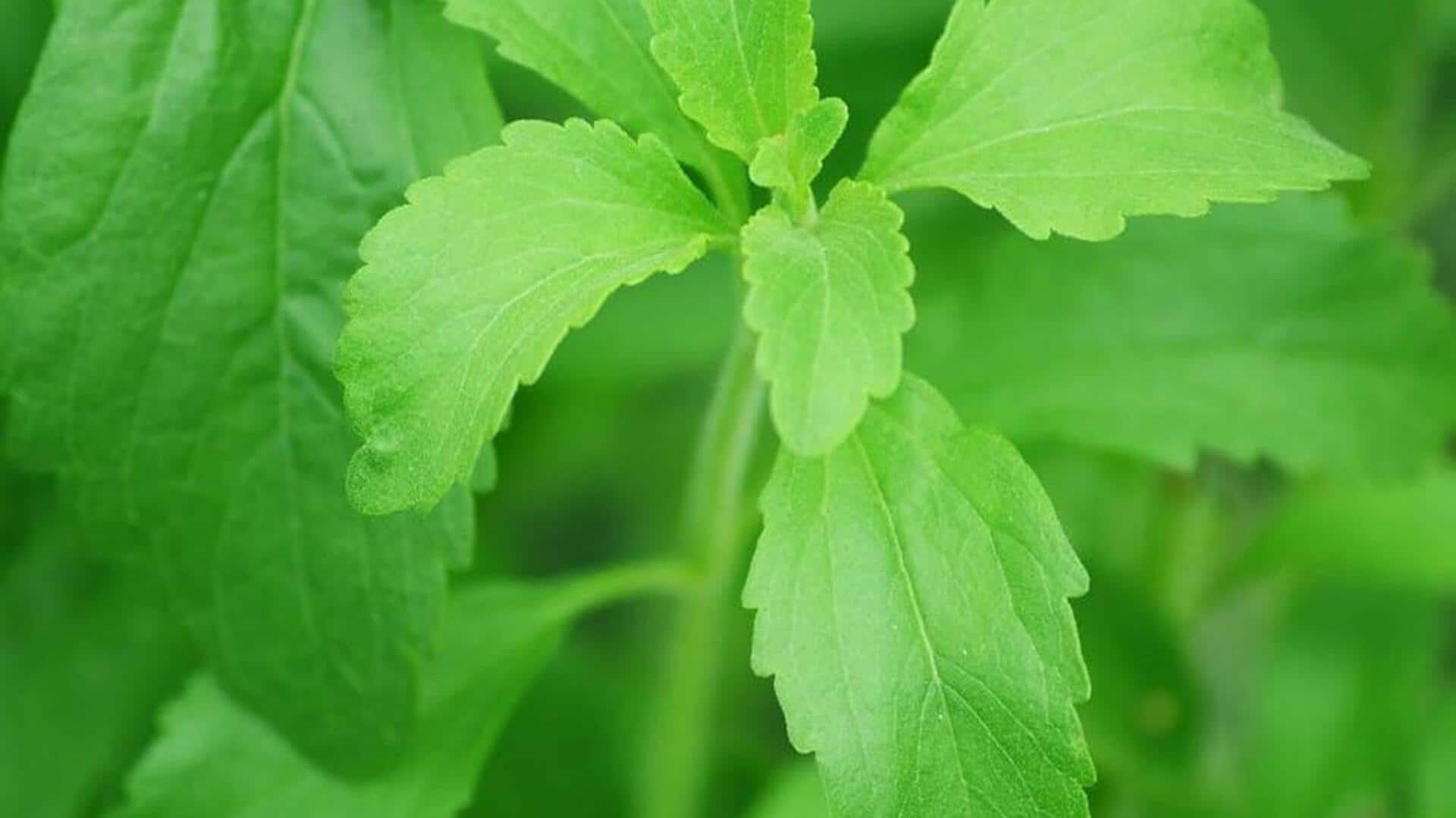 Indoors gardening 101: How to grow stevia at home
