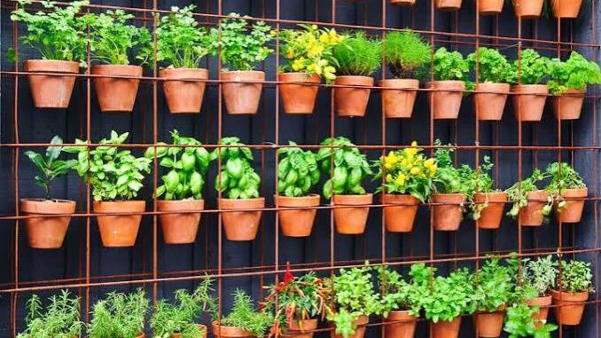How to grow sage plants in a vertical garden 