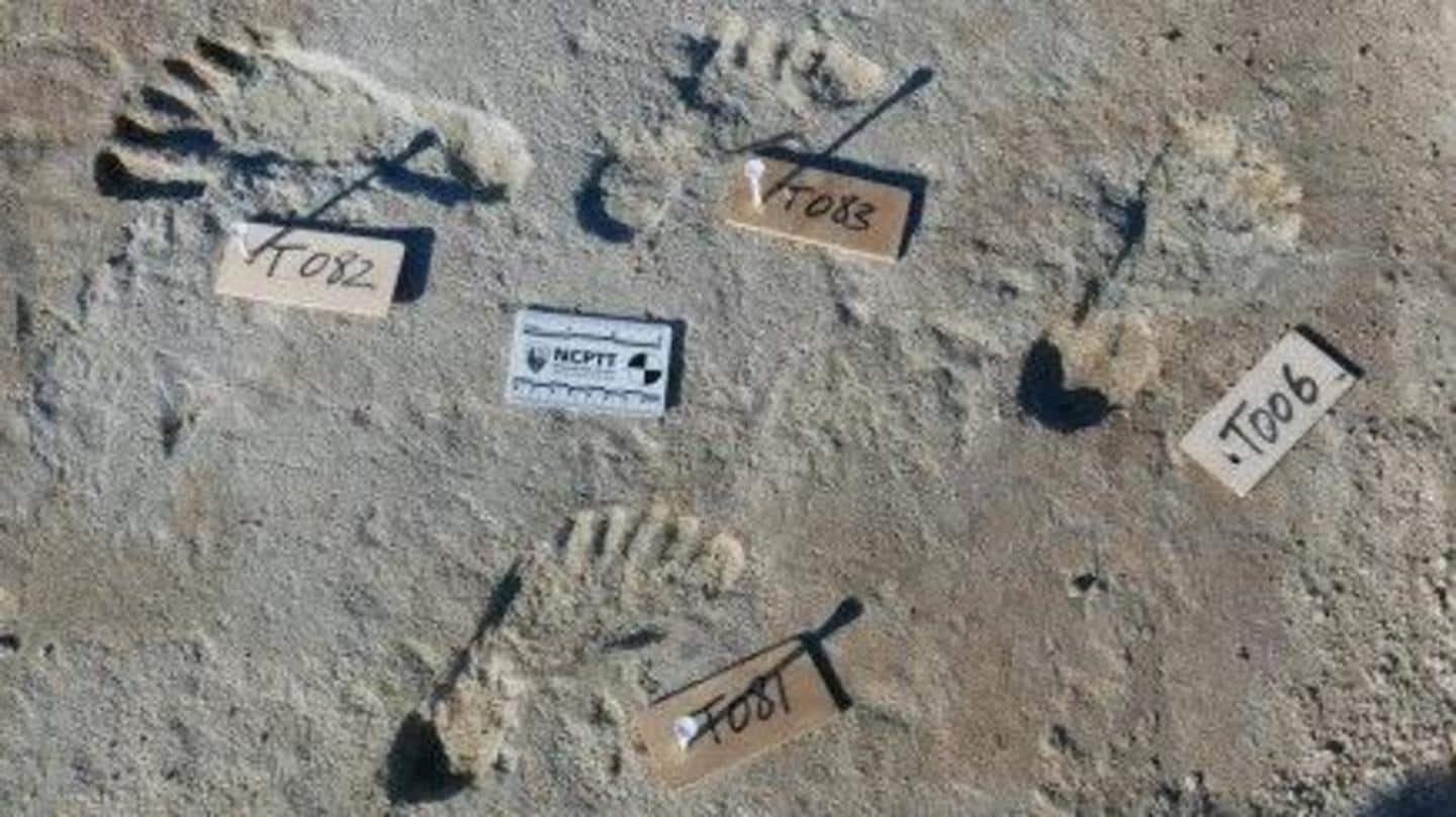 Fossil footprints are more indisputable, direct evidence than cultural artifacts Fossil footprints are more indisputable, direct evidence than cultural artifacts