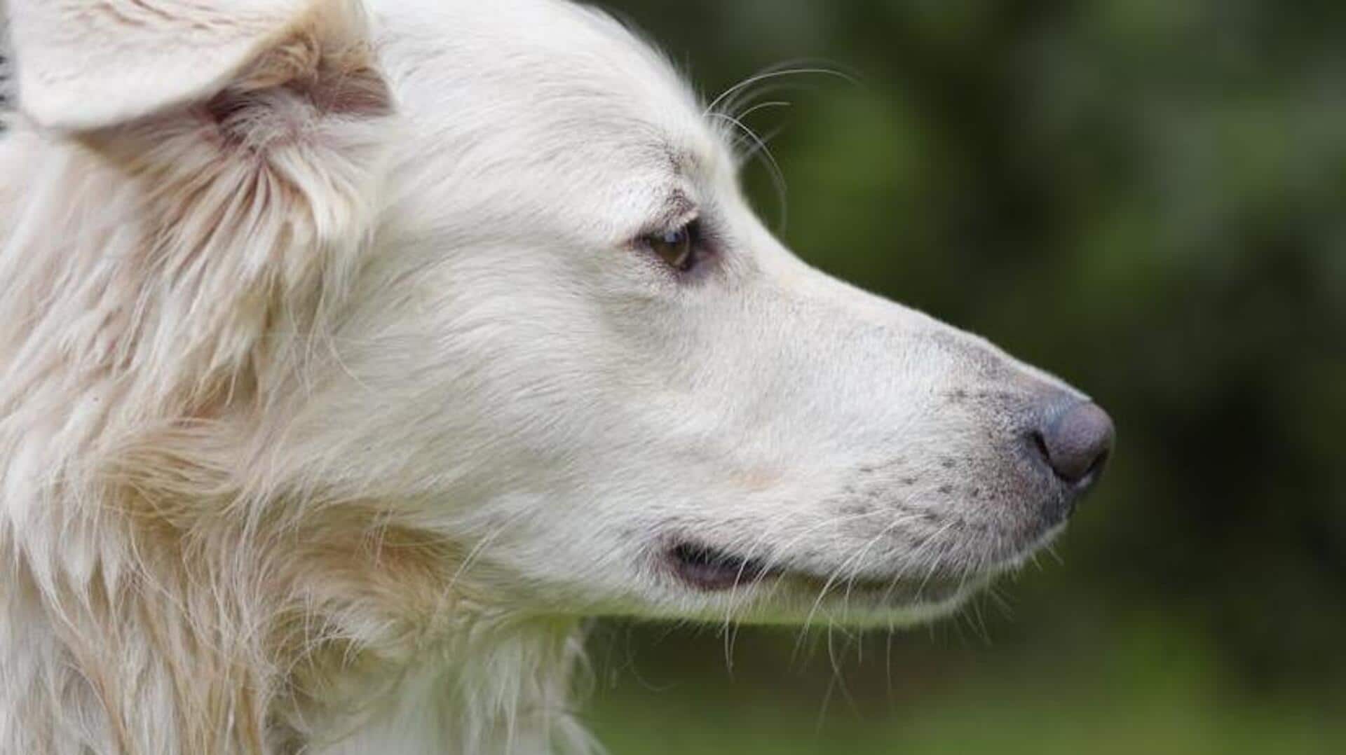 This is how you can maintain your dog's ear health This is how you can maintain your dog's ear health