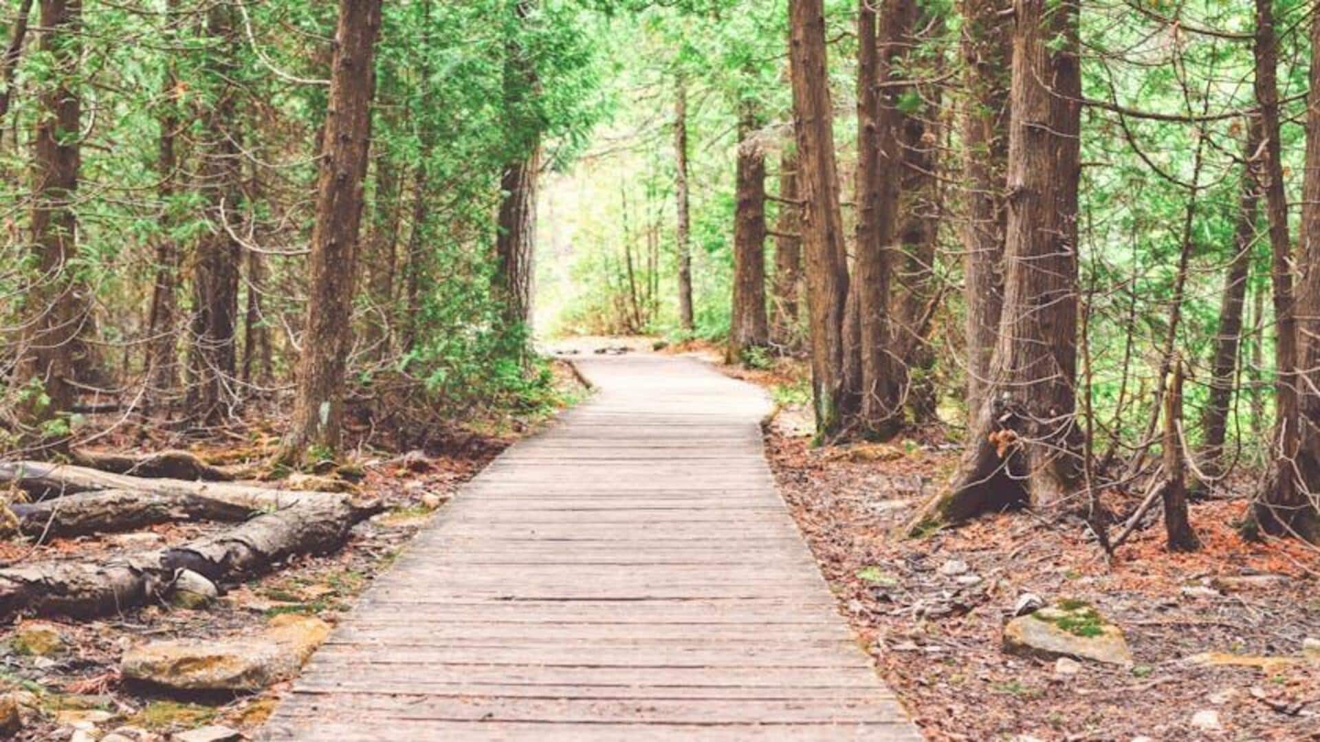 Walking in nature can improve your creativity: Here's how Walking in nature can improve your creativity: Here's how