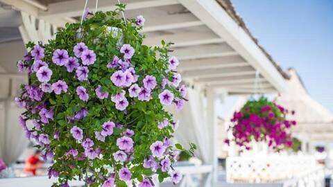 Beautiful hanging plants for your balcony