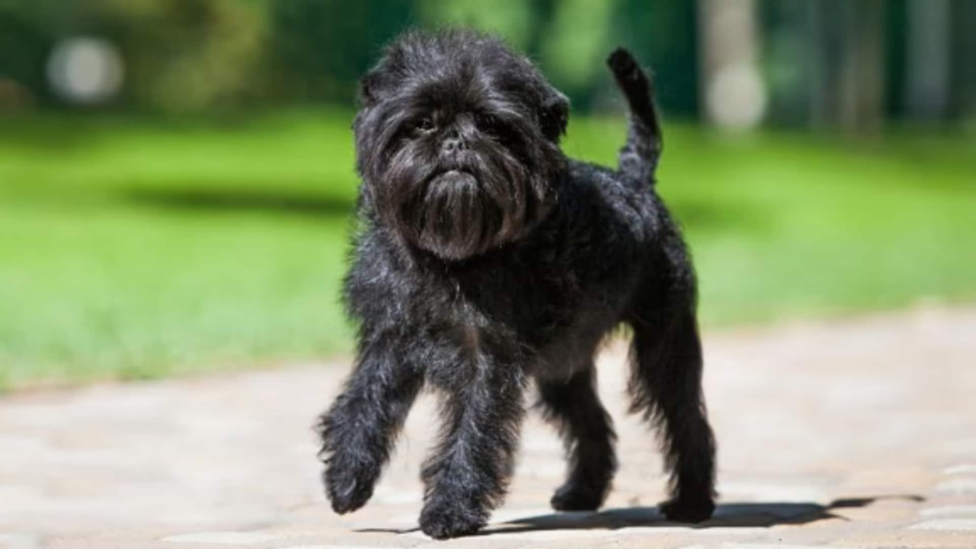 Got an Affenpinscher at home? You need to read this!