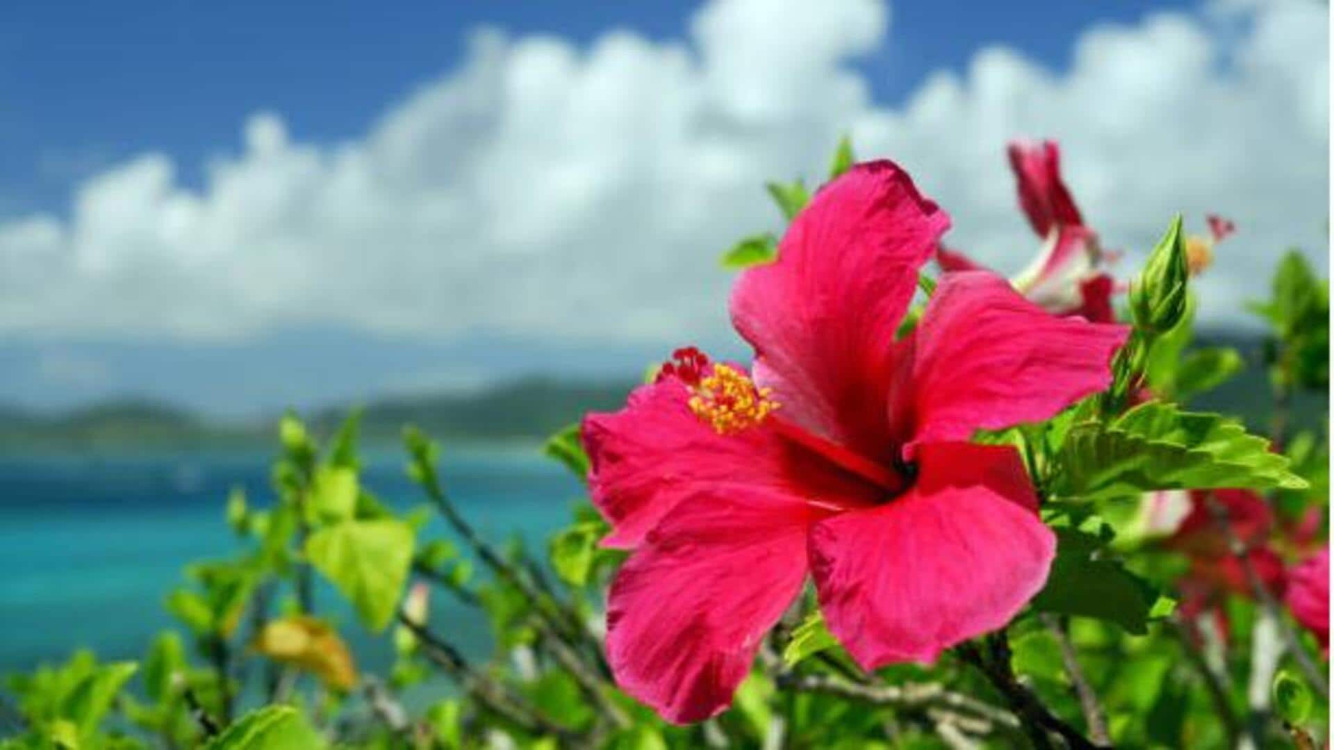 Hibiscus flowers as a superfood: Benefits and uses Hibiscus flowers as a superfood: Benefits and uses