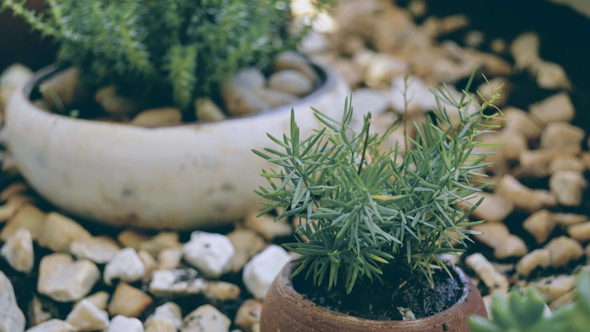 5 tips for growing rosemary in pots