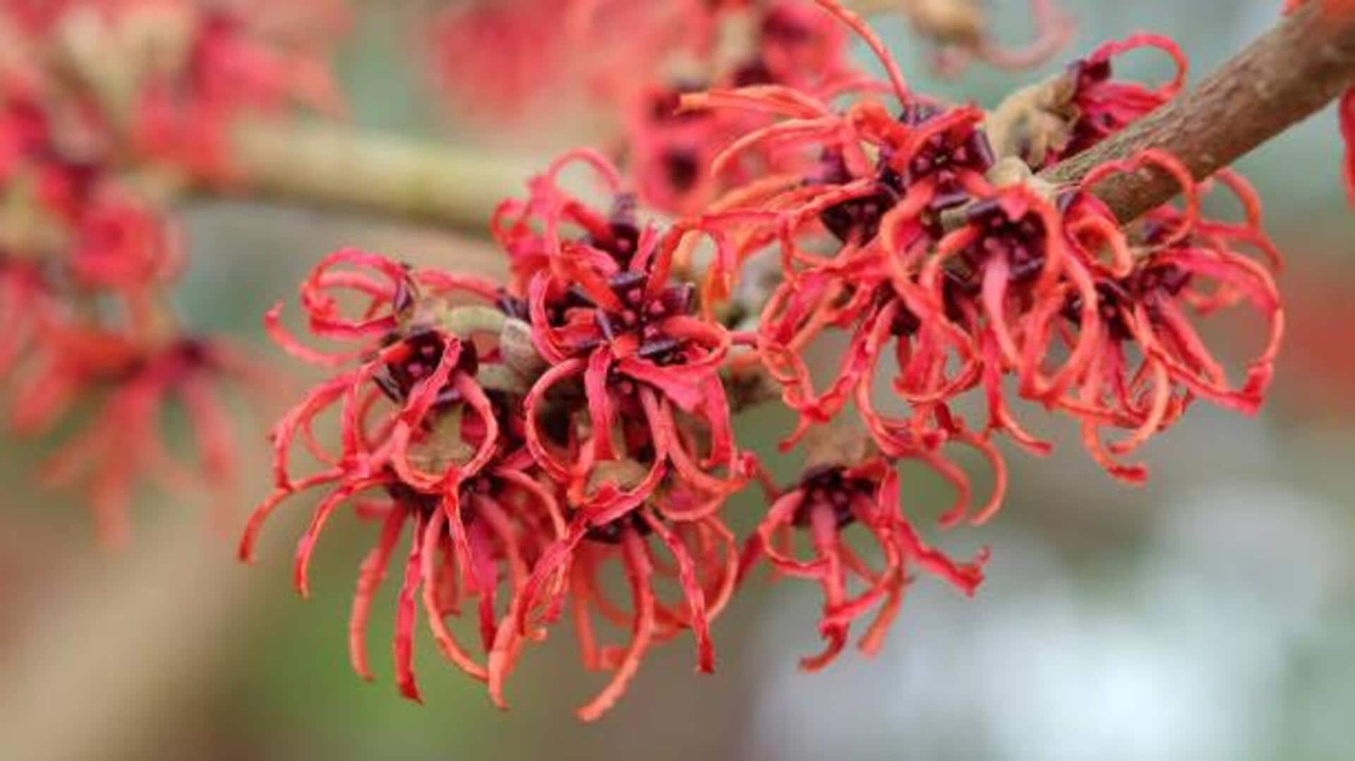 Why you should know about witch hazel