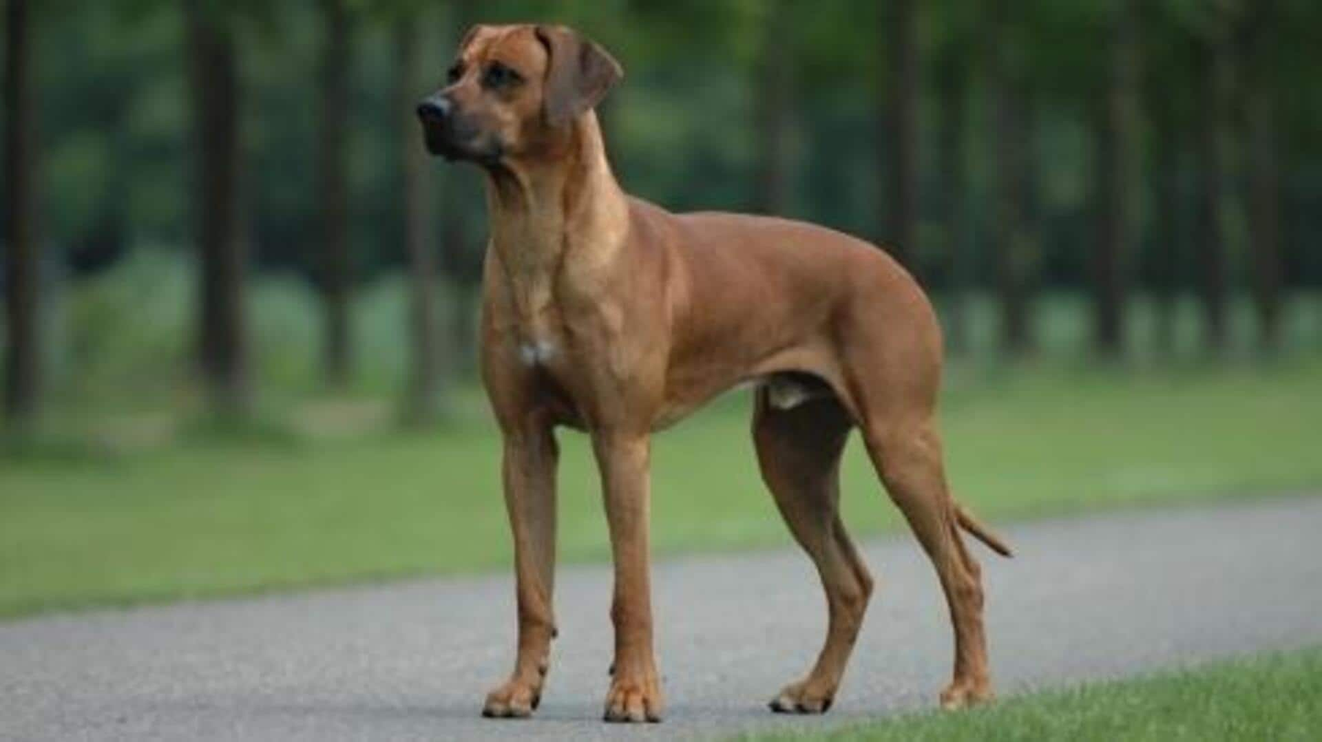 A guide to trimming your Rhodesian Ridgeback's nails