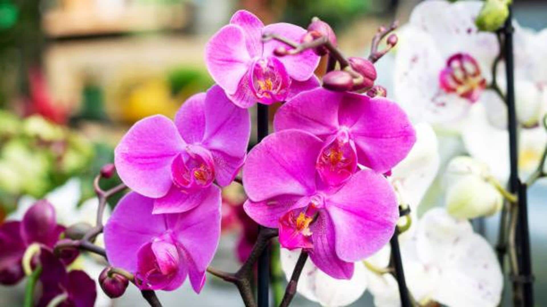Why your orchid needs a pebble tray Why your orchid needs a pebble tray