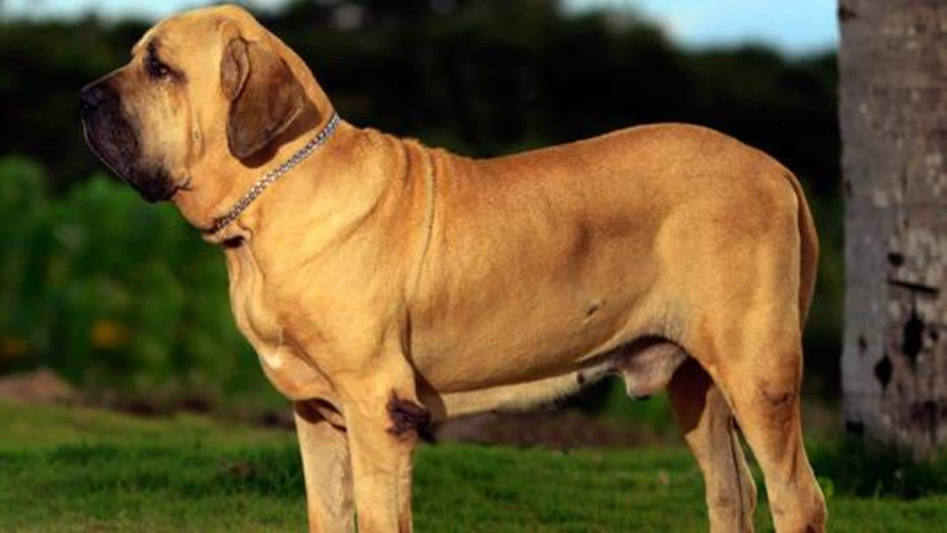 Fila Brasileiro joint protection strategies