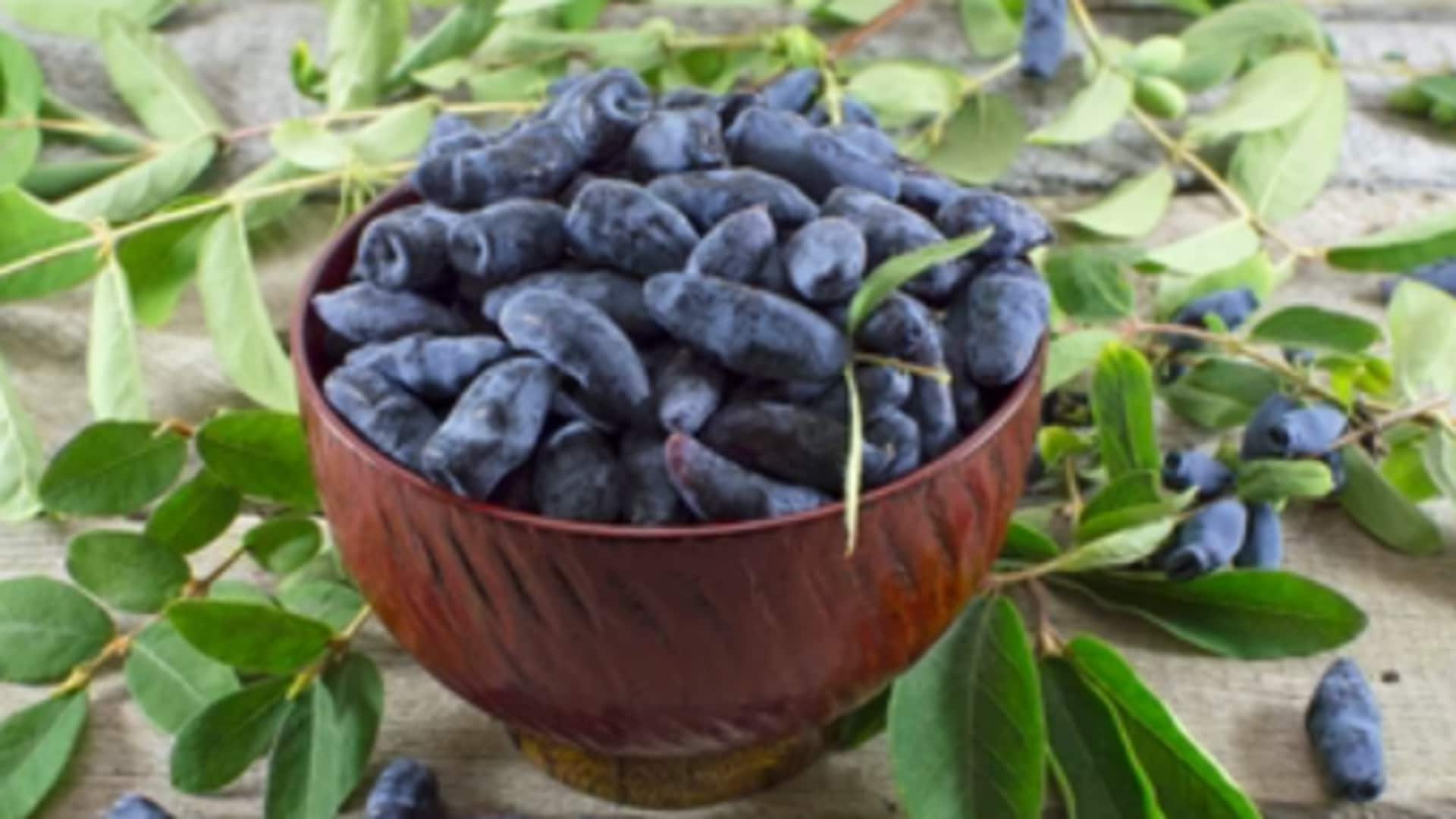 Why you must add haskaps to your daily diet Why you must add haskaps to your daily diet