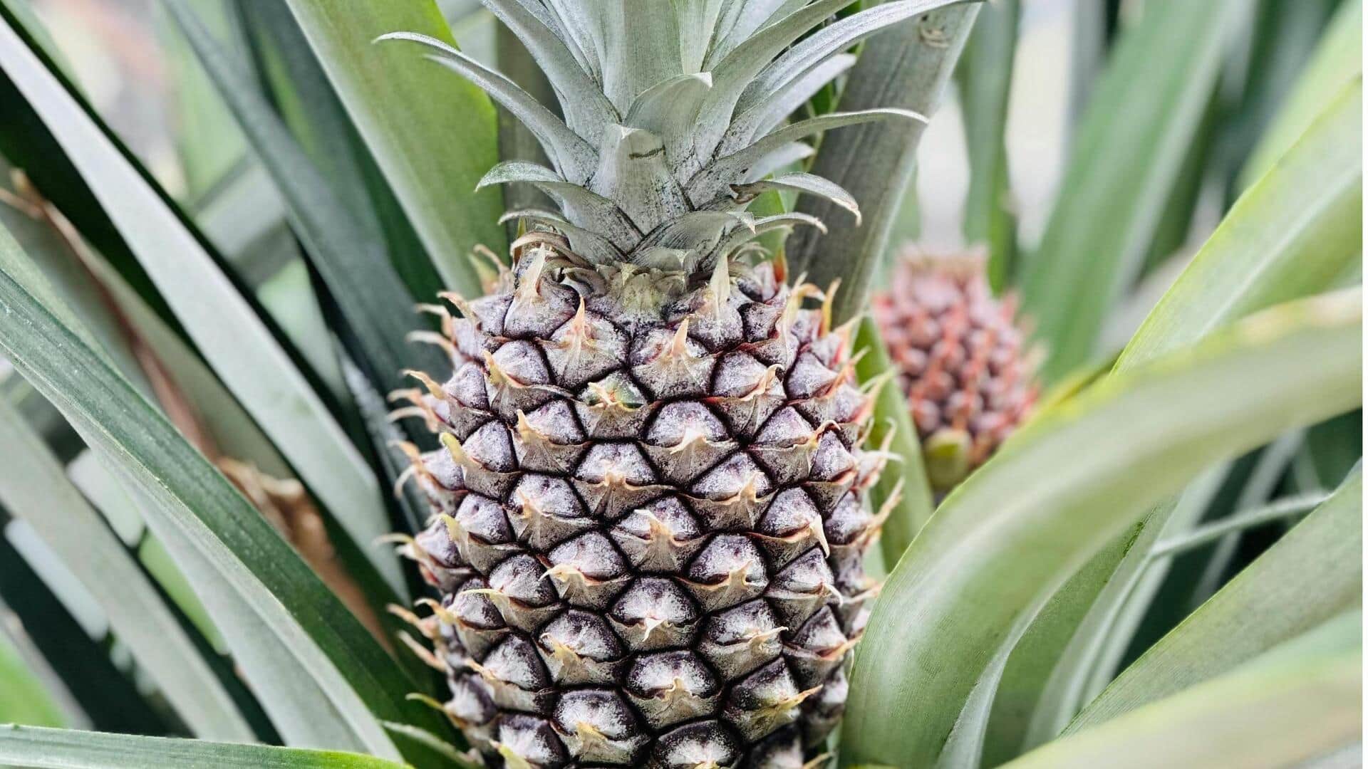 Turn your space into a mini paradise with pineapple sage