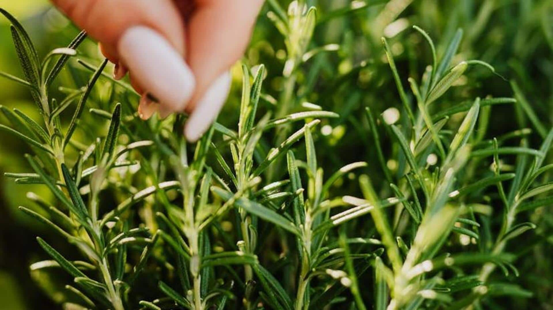 Robust rosemary: 5 aromatic cultivation techniques