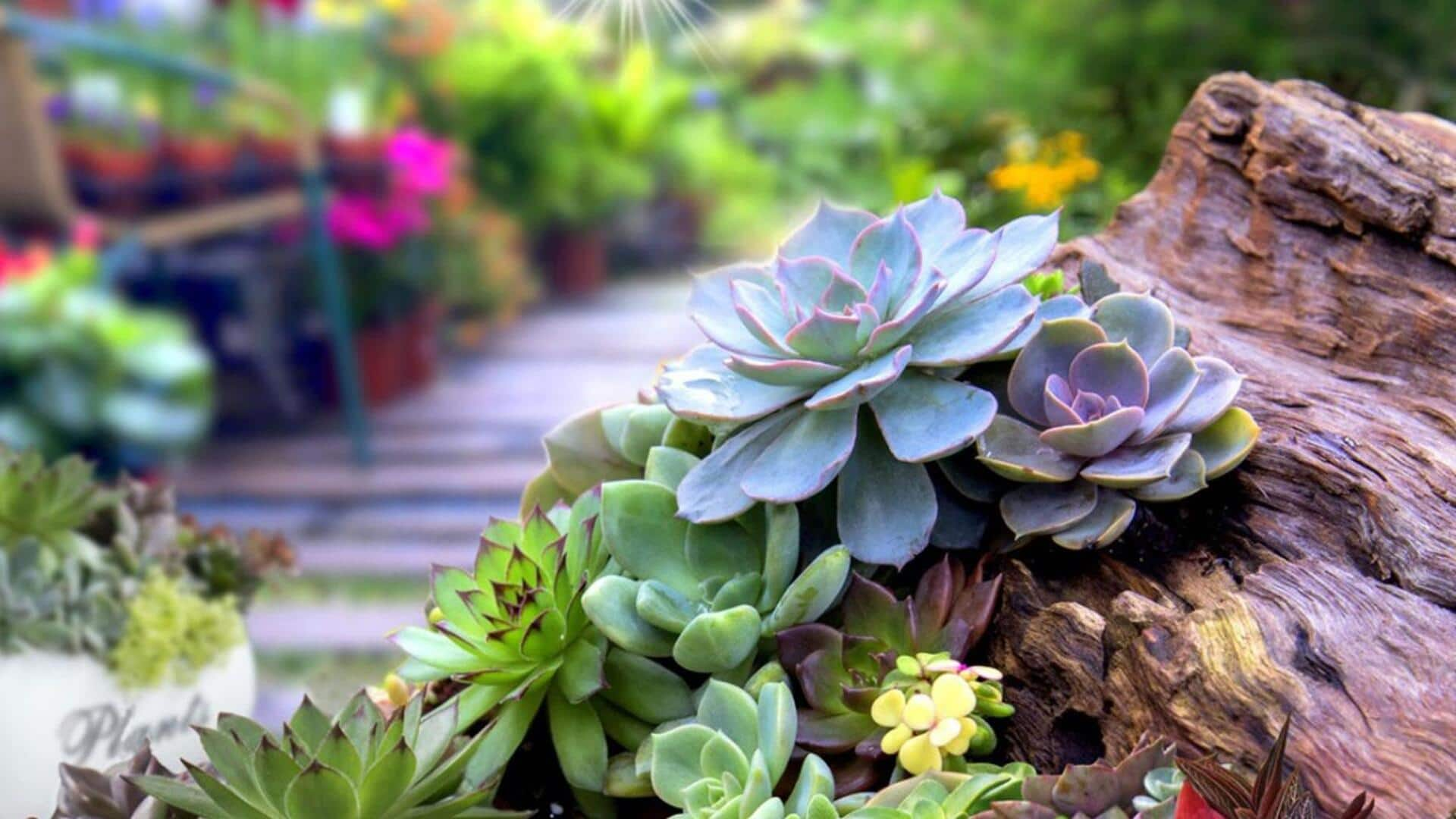 How to cultivate a succulent garden like a pro