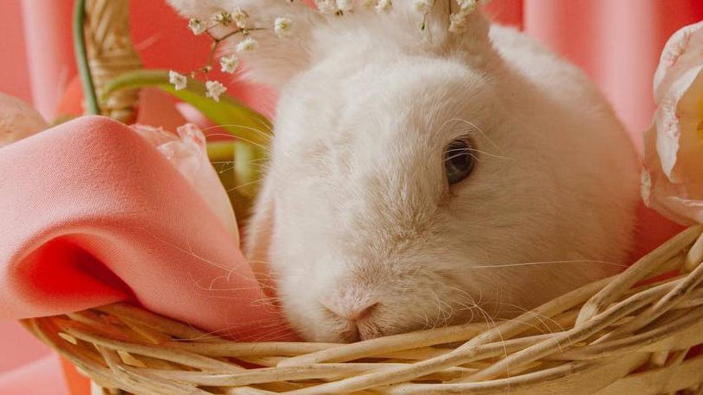 Rabbits: Inexpensive, easy to maintain, need their space Rabbits: Inexpensive, easy to maintain, need their space