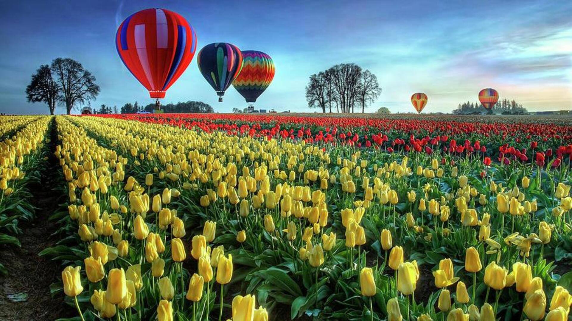 Hot air balloon rides over tulip fields: A new adventure 