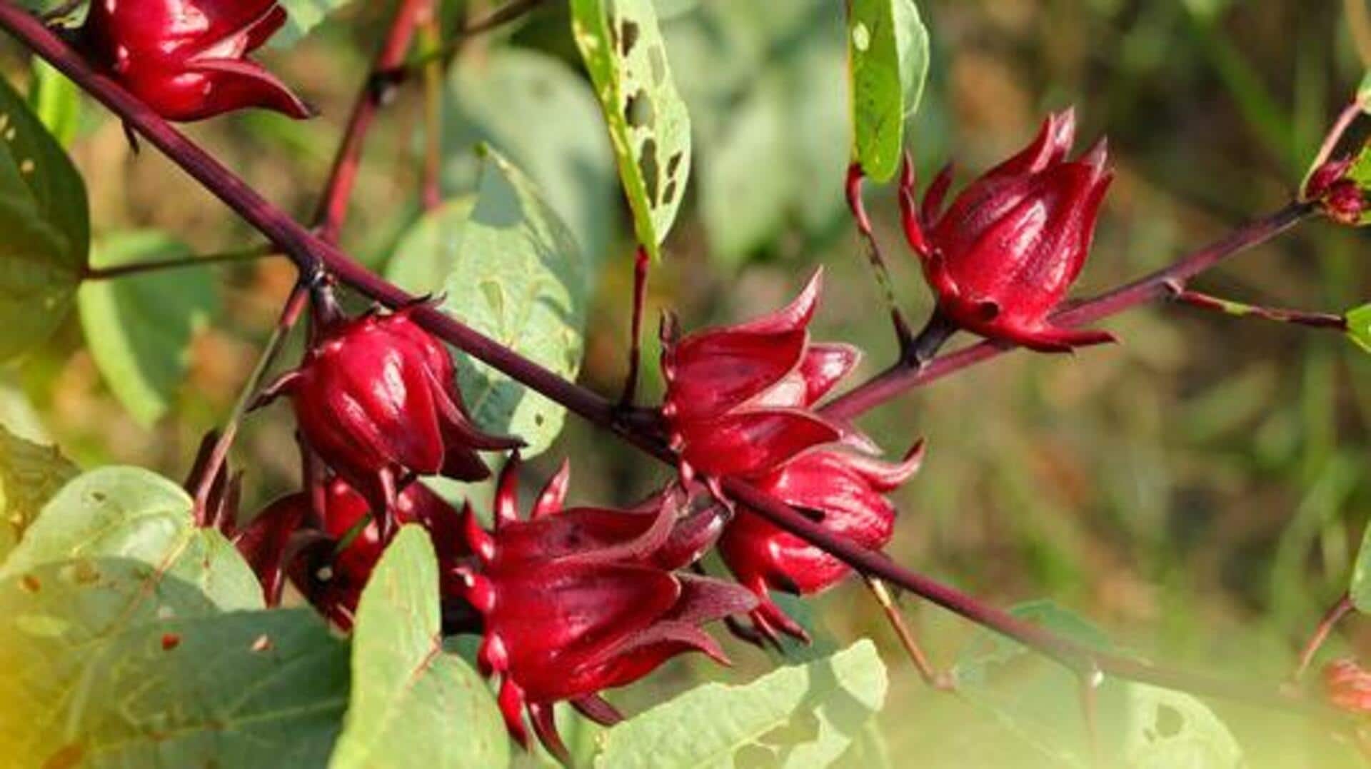 How to use roselle for glowing skin