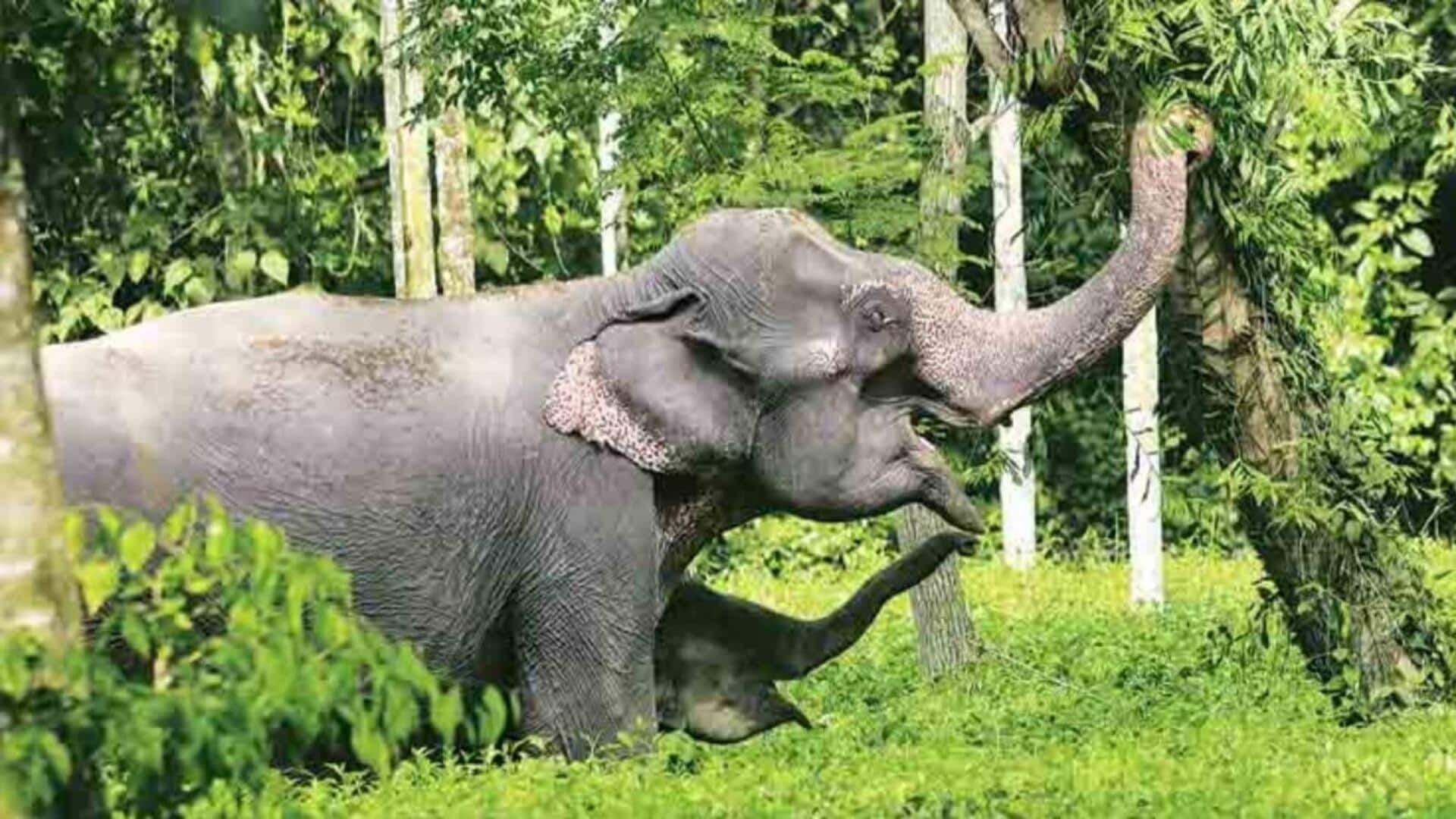 Jharkhand declares 'emergency' after elephant attack kills 22 