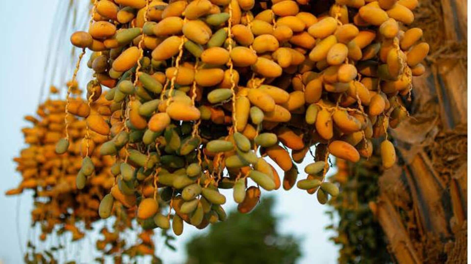 How date palm fruit can help with digestion