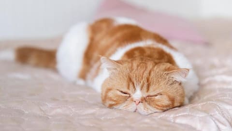 Here's why your cat is sleeping excessively during the winter