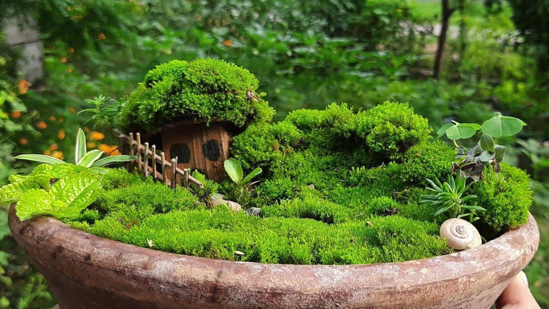 How to grow an indoor moss garden