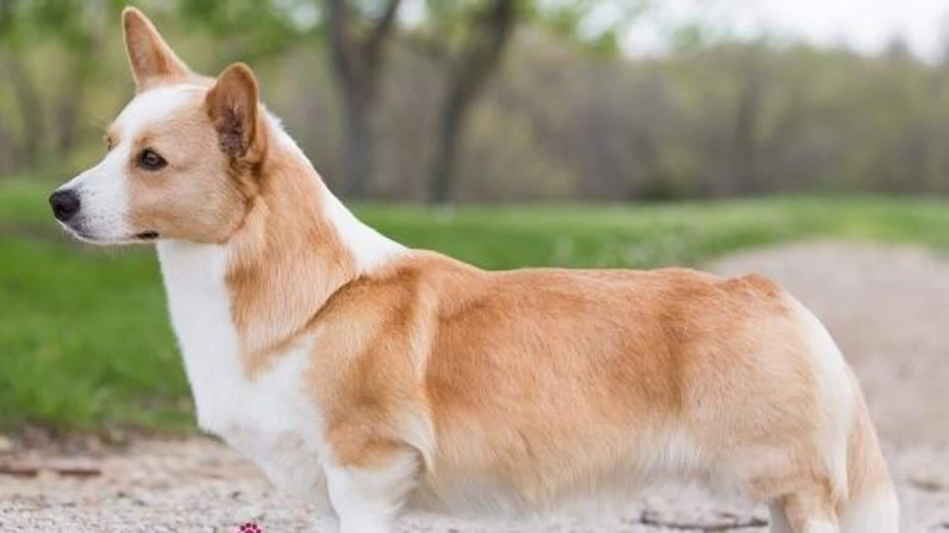 A variety-packed exercise plan for your Cardigan Welsh Corgi