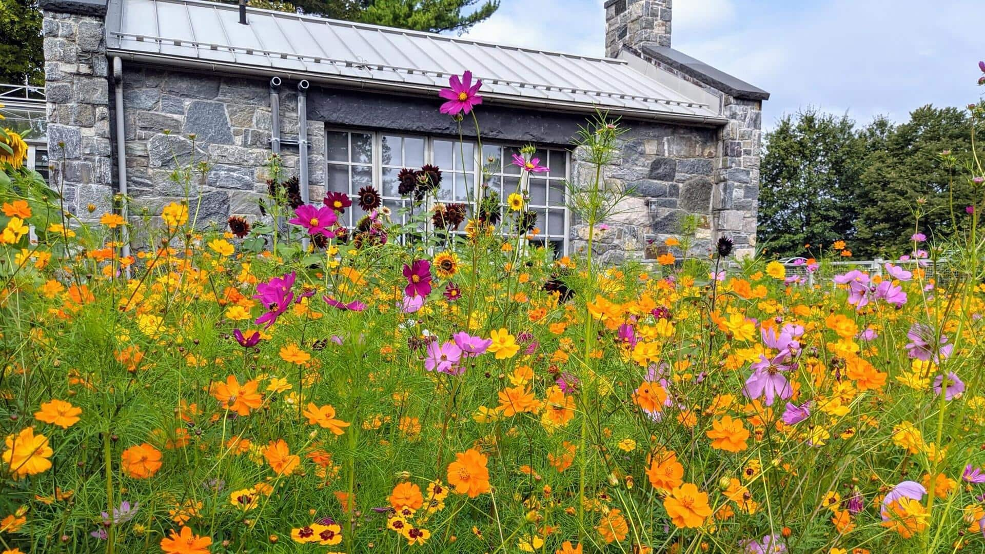 Whimsical wildflowers: 5 low-maintenance meadow magic