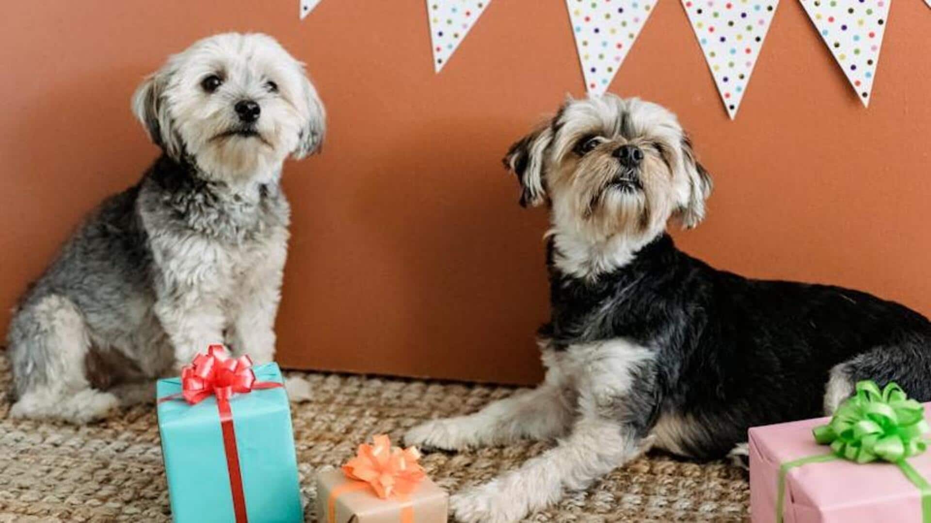 How to plan an unforgettable pet birthday party How to plan an unforgettable pet birthday party