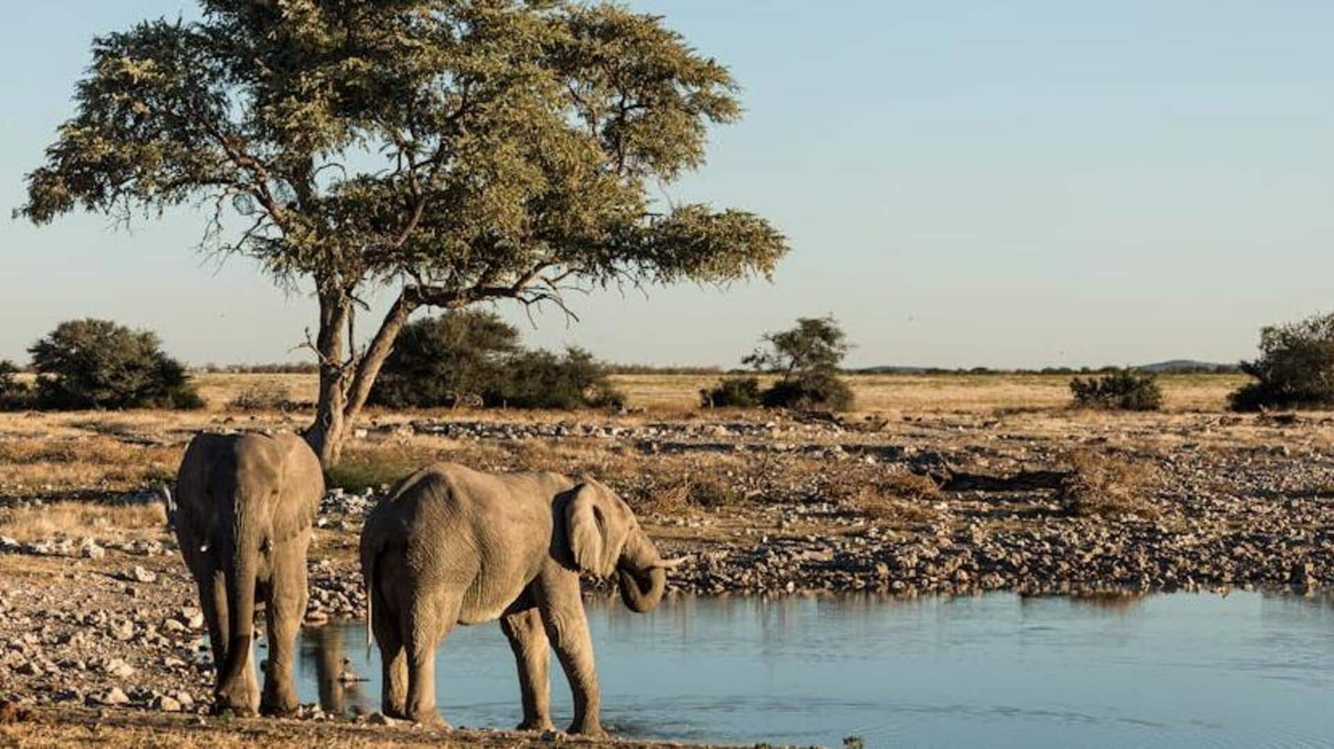 Serengeti safari adventure: Tanzania's wildlife marvel