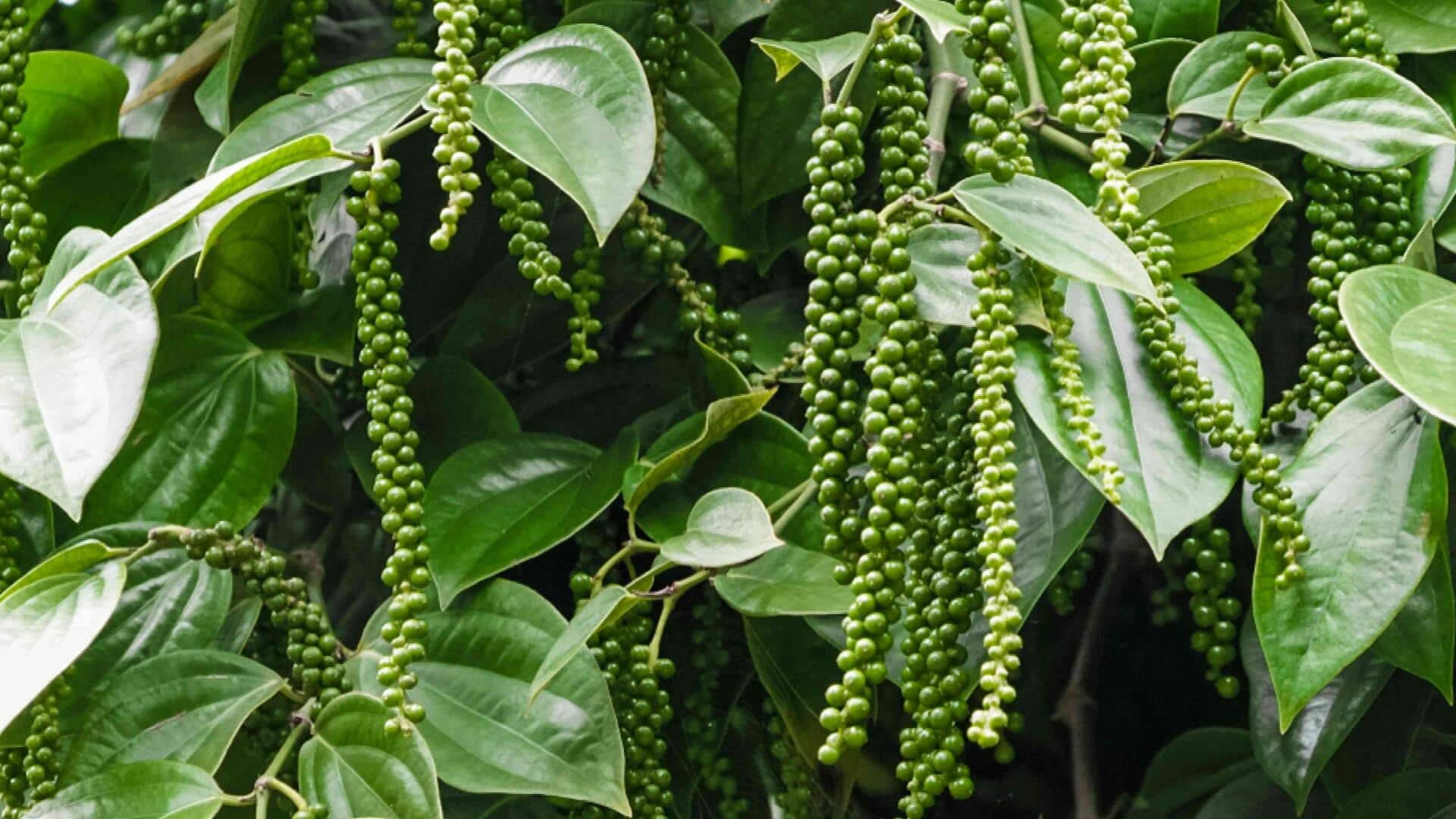 Cultivating refreshing peppercorns in hanging gardens