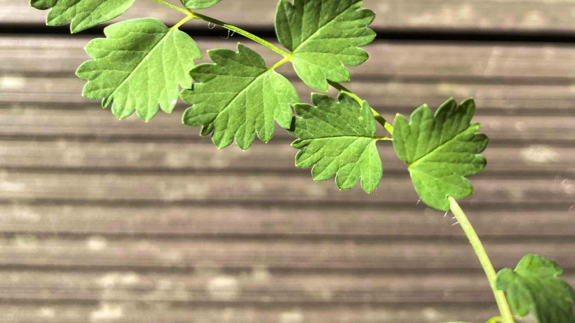 How to add burnet leaves to your daily diet