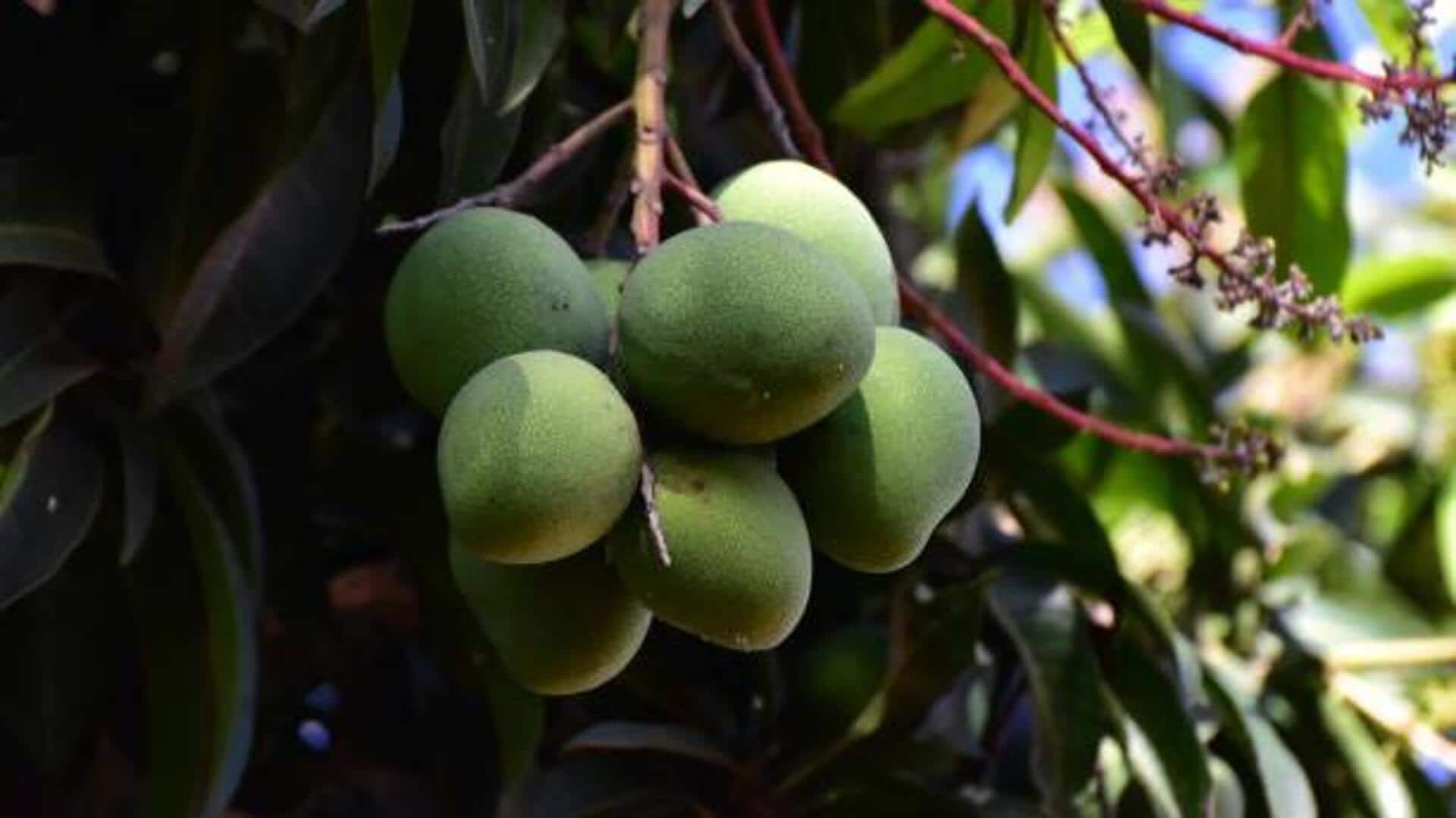 Surprising health benefits of bush mango