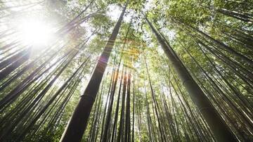 World Bamboo Day: Embracing the many uses of bamboo