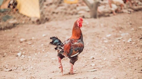 Chickens fed Viagra and shilajit ahead of cockfight season 