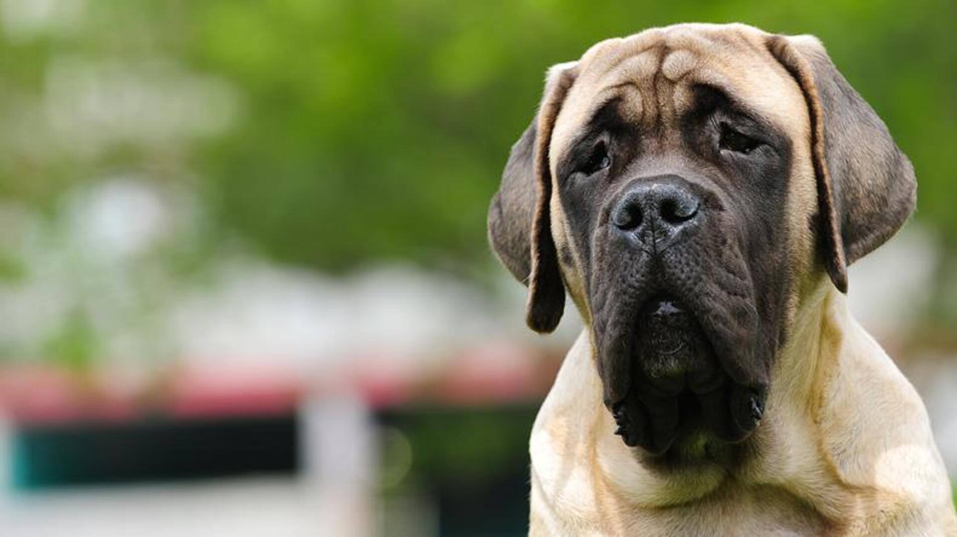 Tips to take care of your Mastiff dog's skin folds