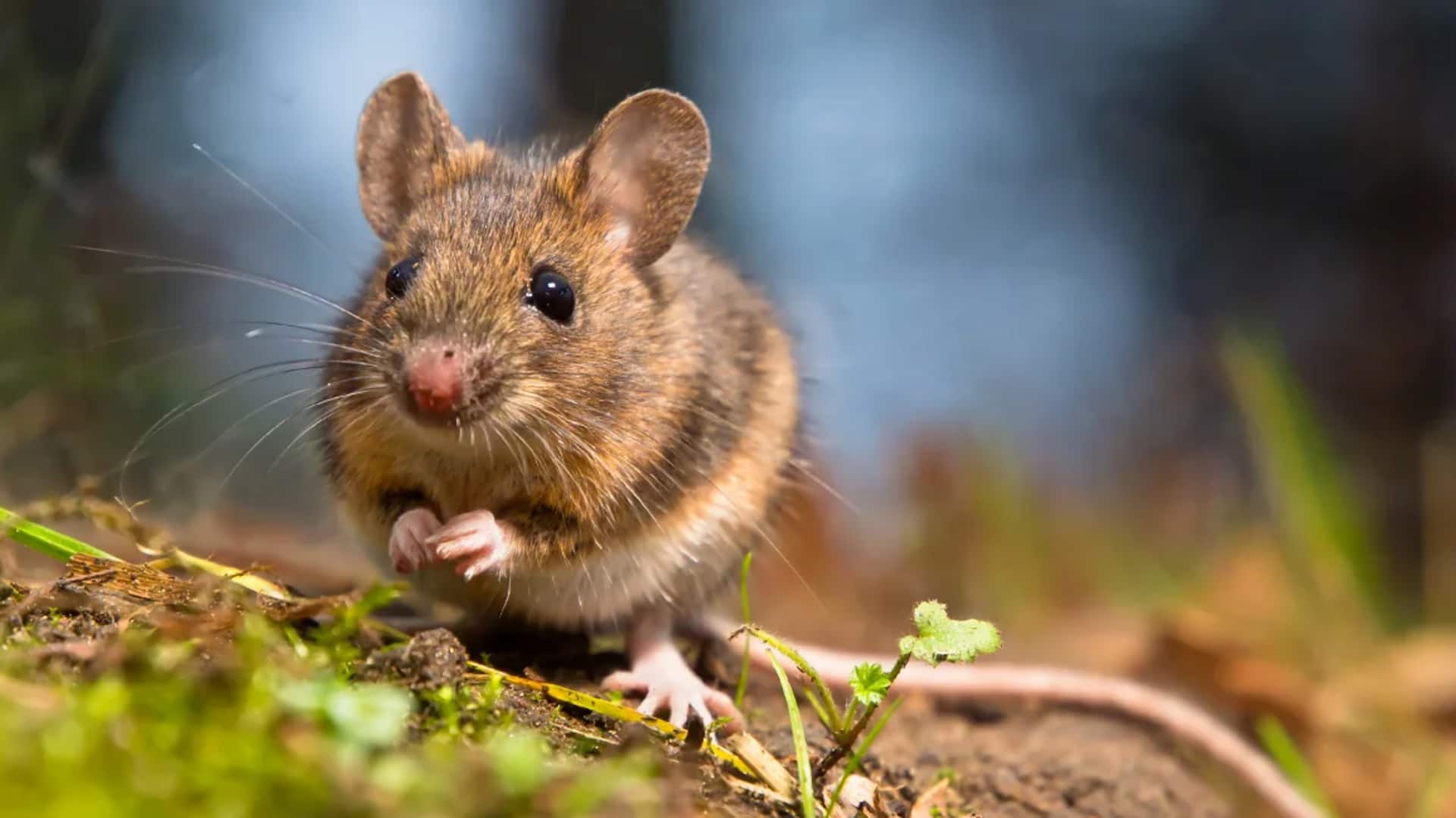 Researchers unintentionally made mouse develop legs in place of genitals