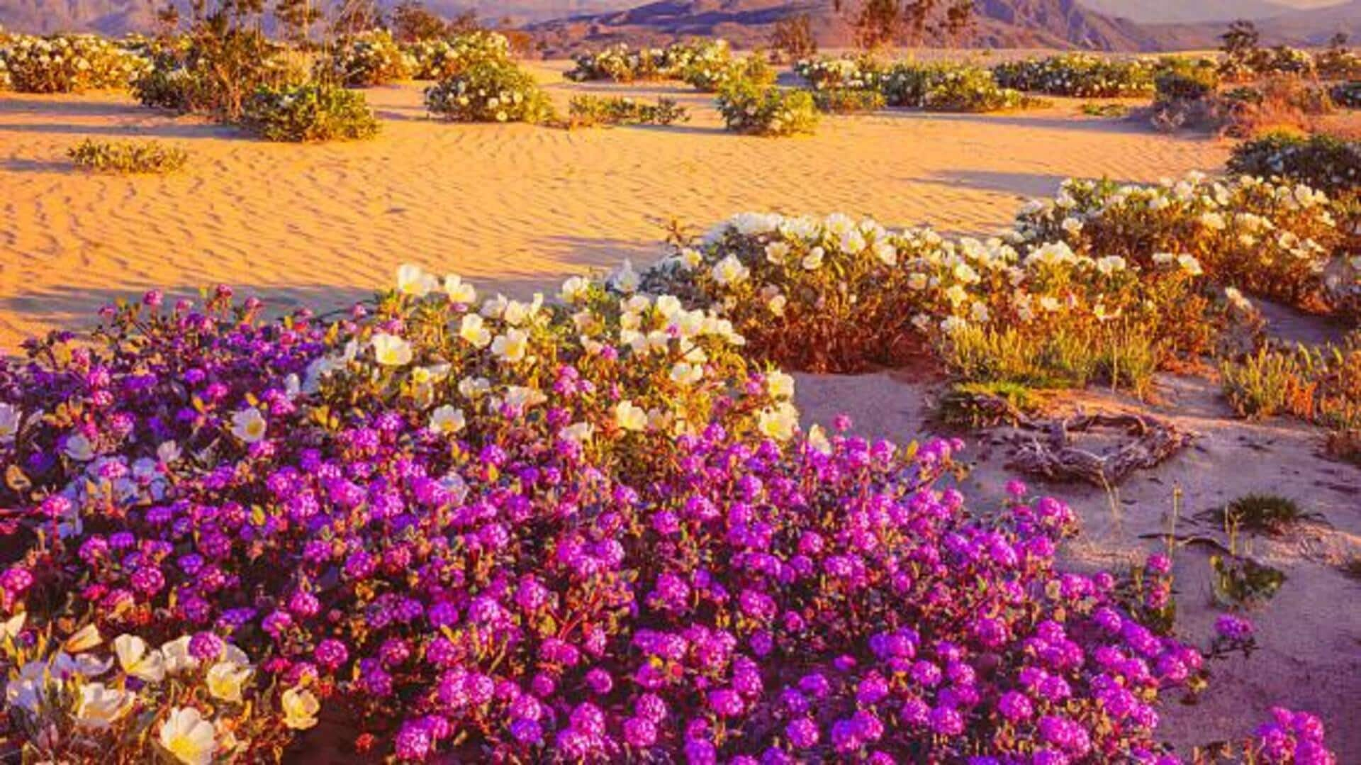 Desert bloom safaris: Floral phenomena explorations