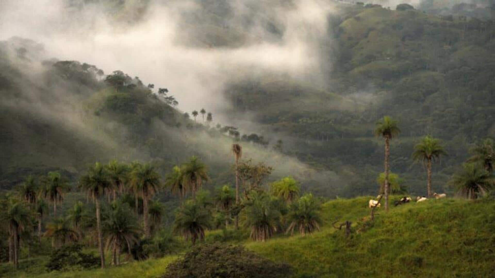 Why Peru's cloud forests are a must-see for nature lovers Why Peru's cloud forests are a must-see for nature lovers