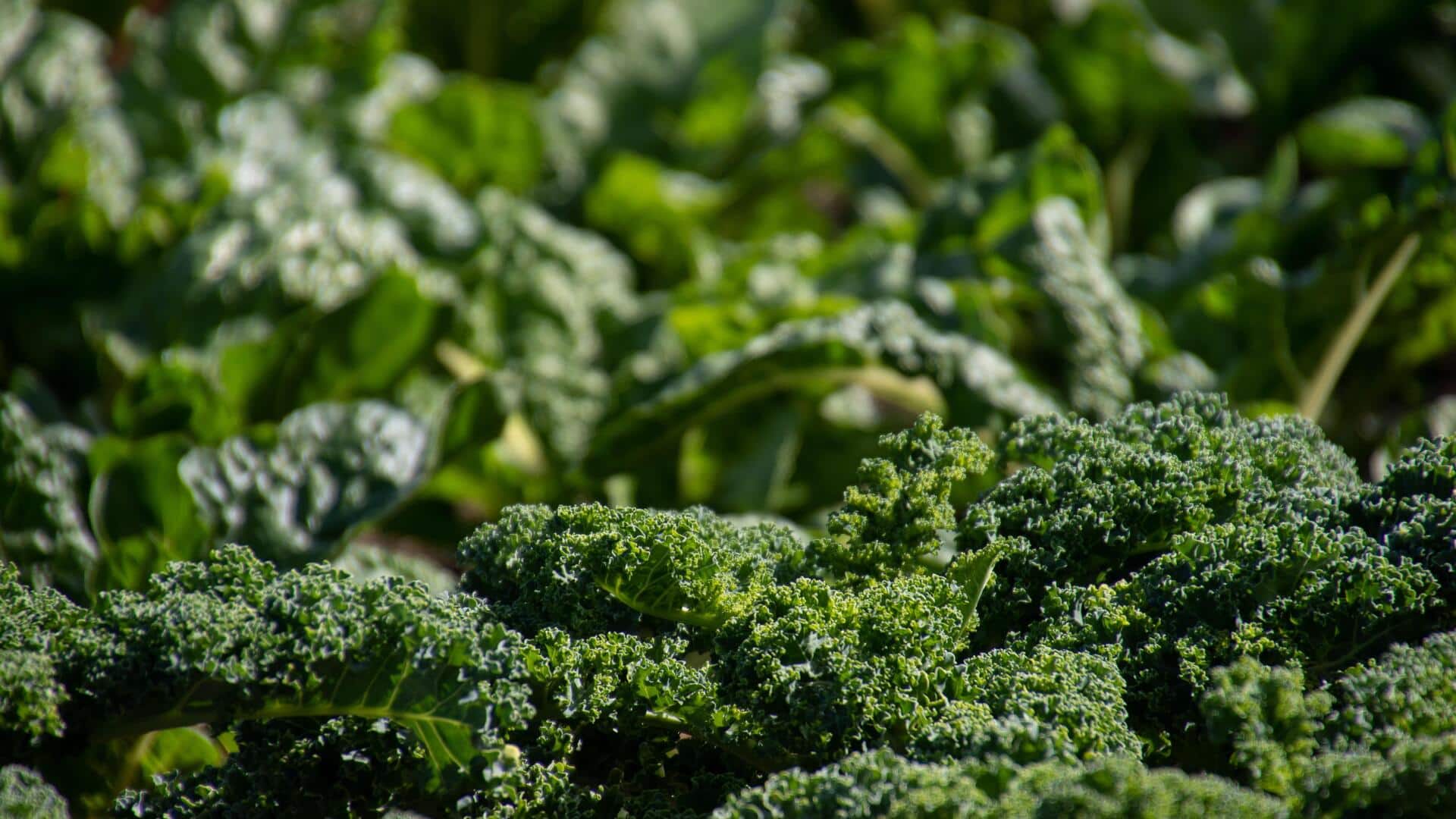Simple ways to grow healthy Siberian kale