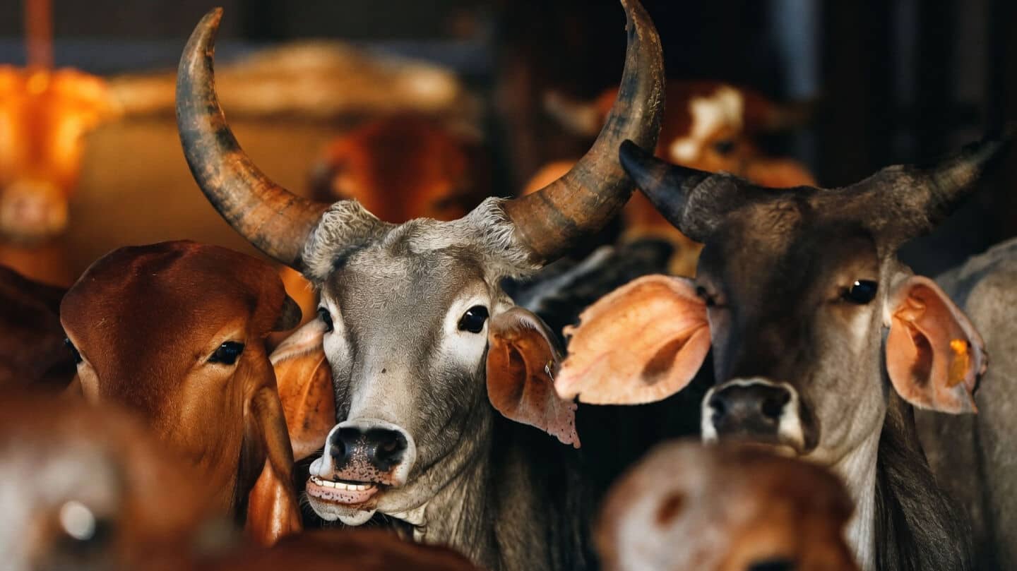 'Slaughter on Bakrid not essential': Madras HC bans cow slaughter 