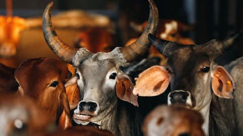 'Slaughter on Bakrid not essential': Madras HC bans cow slaughter 