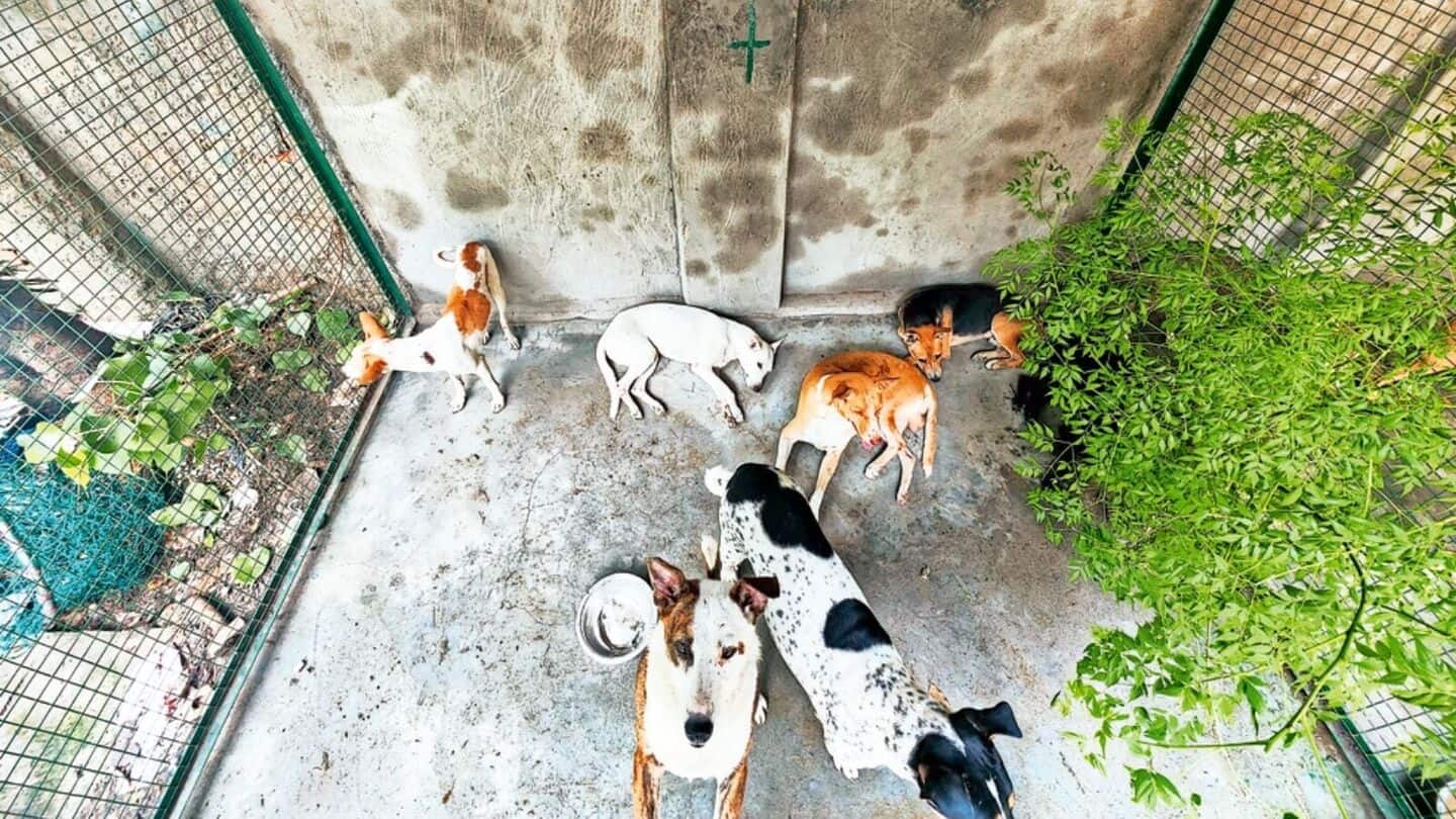 Delhi to microchip 1 million street dogs in 2 years Delhi to microchip 1 million street dogs in 2 years