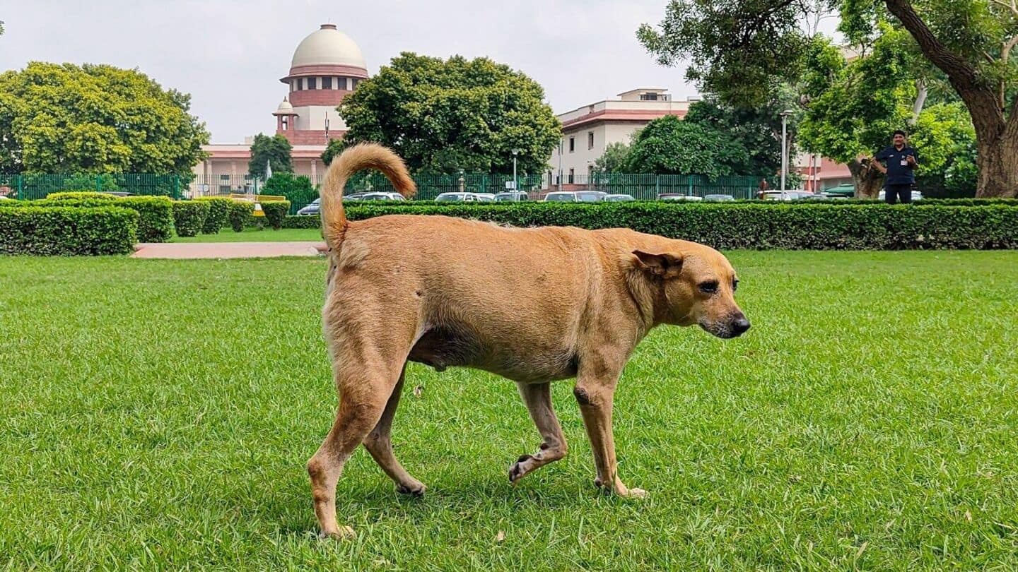 'What about chickens, goats?' SC on stray dog lovers' plea
