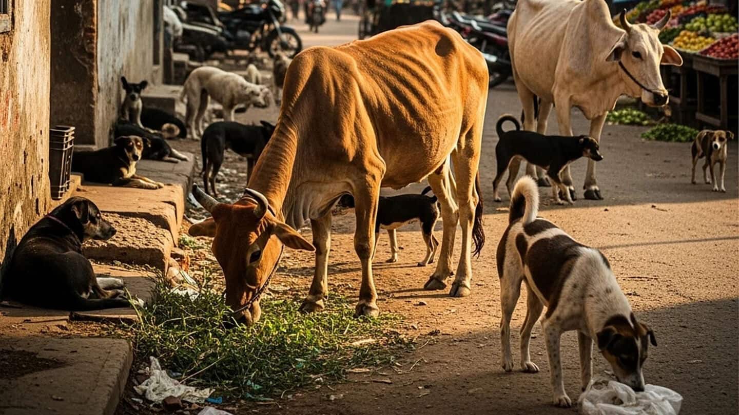 After Delhi, Rajasthan court orders drive to remove stray dogs After Delhi, Rajasthan court orders drive to remove stray dogs