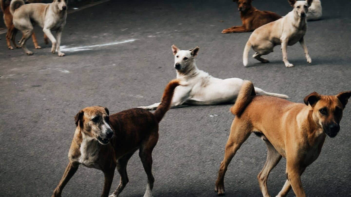 Delhi HC initiates suo motu PIL on stray dogs management 