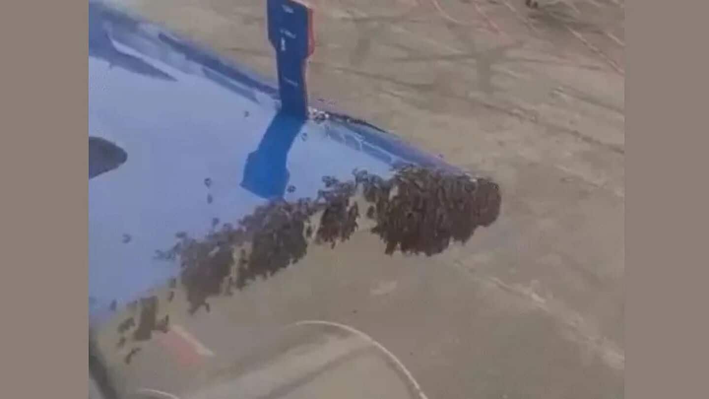 Surat-Jaipur IndiGo flight delayed after bees settle on luggage gate Surat-Jaipur IndiGo flight delayed after bees settle on luggage gate