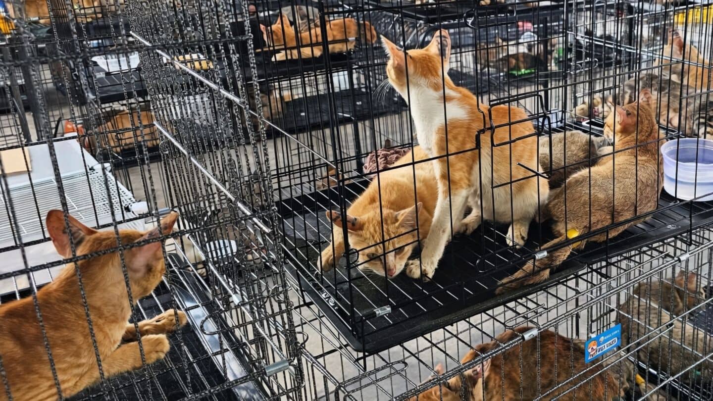 Hundreds of cats stolen to be eaten in Vietnam rescued